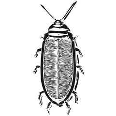 cockroach  vintage illustration, black and white vector art cockroaches