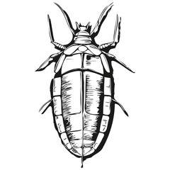 cockroach  vintage illustration, black and white vector art cockroaches