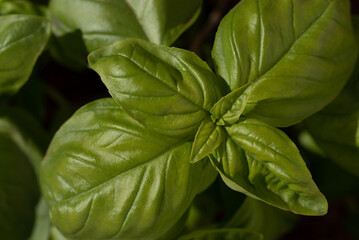 Basil photographed from above. The leaves grow on a plant