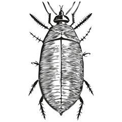 cockroach sketches, outline with transparent background, hand drawn illustration cockroaches