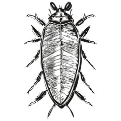 cockroach sketchy, graphic portrait of a cockroach on a white background, cockroaches