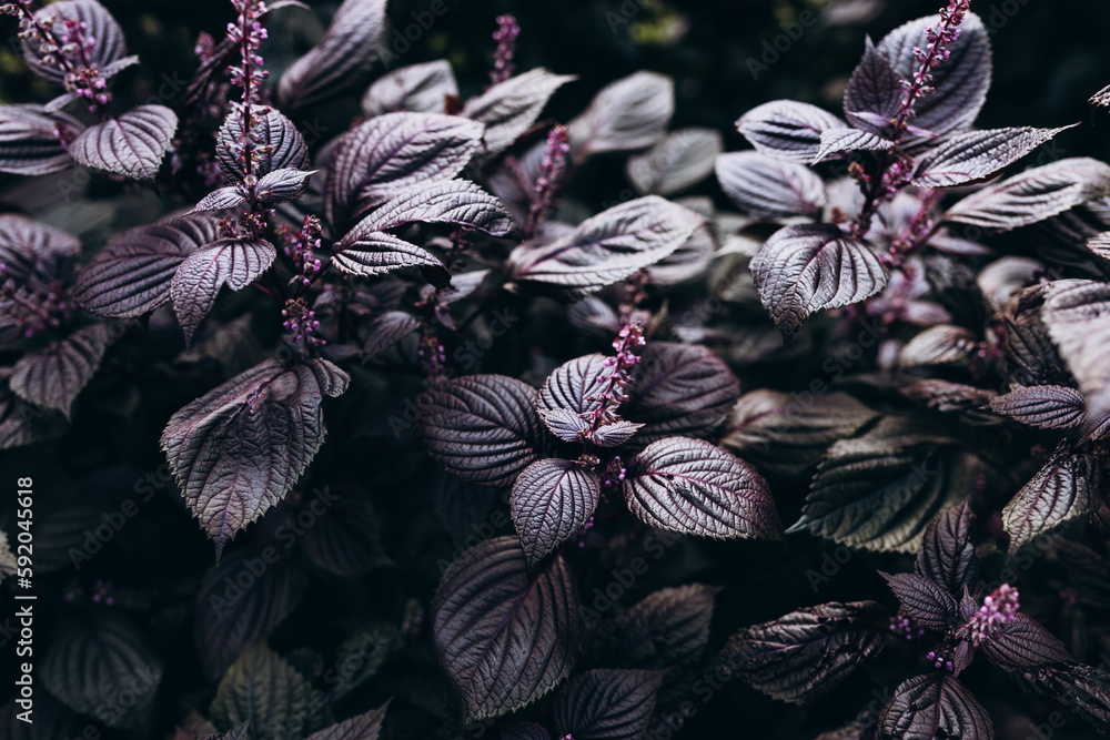 Wall mural Beautiful background of Shiso leaves, closeup Purple Perilla frutescens leaves. Growing fresh herbs.