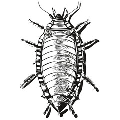 Hand drawn cartoon cockroach, vector vintage illustration cockroaches