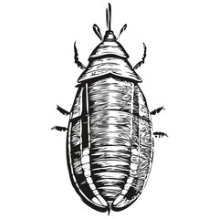 Hand drawn cartoon cockroach, vector vintage illustration cockroaches