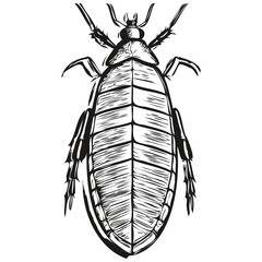 Realistic cockroach vector, hand drawn animal illustration cockroaches