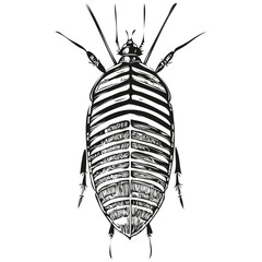 Hand drawn cockroach on a white background, cockroaches