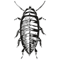 Realistic cockroach vector, hand drawn animal illustration cockroaches