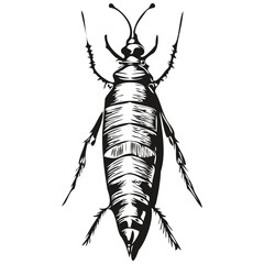 Vector image of silhouette of a cockroach on a white background, cockroaches