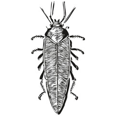 Vector image of silhouette of a cockroach on a white background, cockroaches