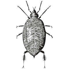 Vintage engrave isolated cockroach illustration cut ink sketch cockroaches