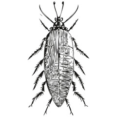 Vintage engrave isolated cockroach illustration cut ink sketch cockroaches