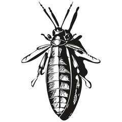 Vintage engrave isolated cockroach illustration cut ink sketch cockroaches