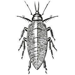Vintage engrave isolated cockroach illustration cut ink sketch cockroaches