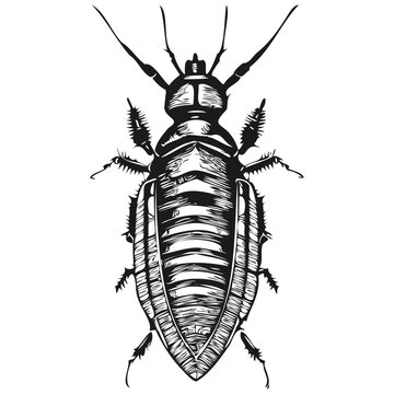 Realistic cockroach vector, hand drawn animal illustration cockroaches