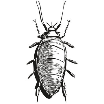 Vintage engrave isolated cockroach illustration cut ink sketch cockroaches