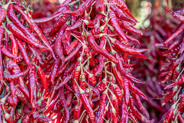 Garlands of paprika in the sunlight. The red peppers were hung on the ceiling of the house to dry.