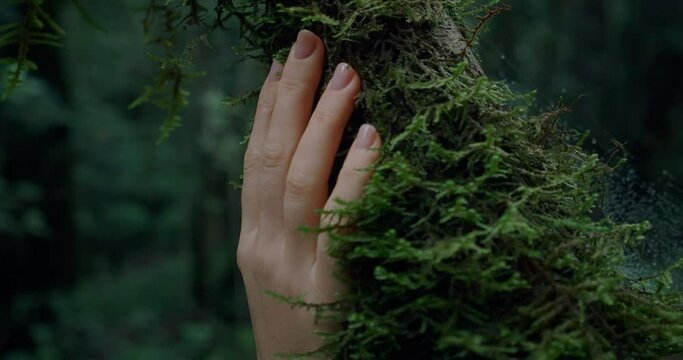 Female hand touches green curly moss on a tree trunk in dark forest. Slow-motion close-up of woman fingers stroke lush trunk of bay tree overgrown with greenery.