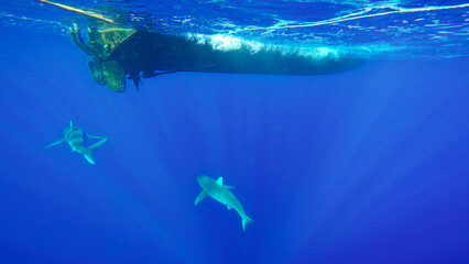 Galapagos sharks swimming under boat