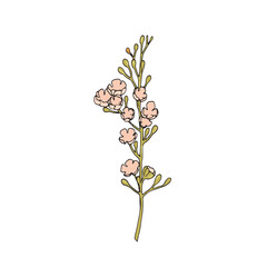Illustration of floral botanical elements on white isolated background. Vector illustration.