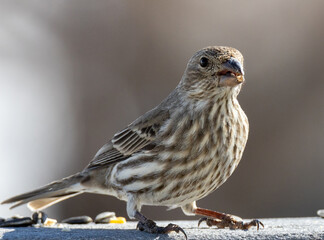sparrow on a fence