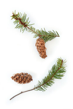 Douglas Fir branches and cones