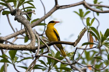 Fototapeta premium Black naped oriole, Oriolus chinensis, in a tree