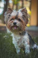 Portrait of Biewer terrier with her tongue out in the grass and flowers. Happy four-legged pet enjoying being in nature. Love between pet and human