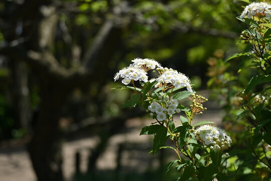 Reeves Spirea