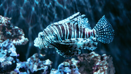 Close up of LionFish in an aquarium