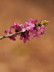 Wiosenne kwiaty wawrzynka wilczełyko / Daphne mezereum 
