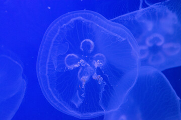 Jelly Fish is floating in an aquarium with blue lighting. 