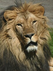 Nahaufnahme eines Löwen im Sonnenlicht 