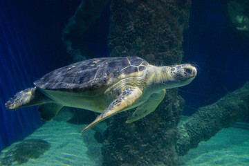 A Loggerhead sea turtle, swimming in the huge aquarium. 