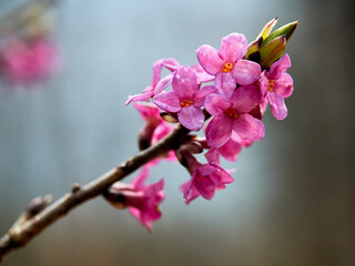Wiosenne kwiaty wawrzynka wilczełyko / Daphne mezereum 