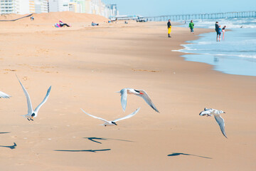 A group of Tern and Seagulls on the shoreline with people walking on the beach in the background. 