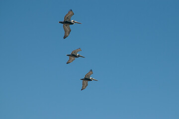 Three brown pelicans fly together in formation against a blue sky. 