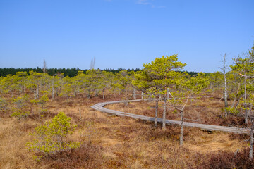 Obraz premium Wooden walking dock in the swamp of Kemeru National Park in Latvia.