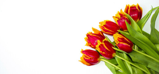 Bouquet of orange tulips, on an isolated white background.  Concept holiday Valentine's Day and Mother's Day, March 8.  Banner, flat lay, top view.