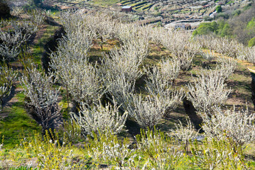 Blooming period of cherry trees in Valle del Jerte,Spain