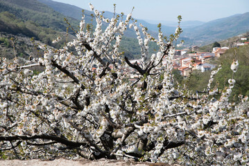 Blooming period of cherry trees in Valle del Jerte,Spain