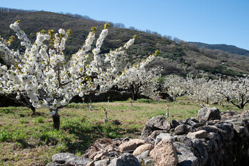 Blooming period of cherry trees in Valle del Jerte,Spain