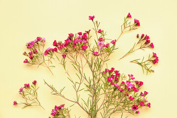 Pink gypsophila flowers on yellow background