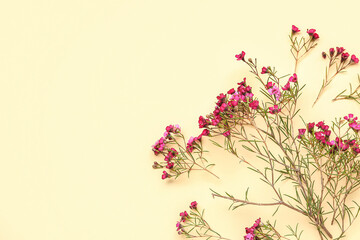 Pink gypsophila flowers on yellow background