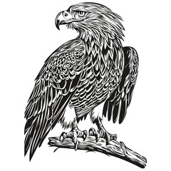 Obraz premium Realistic eagle vector, hand drawn animal illustration bird