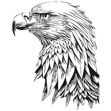 eagle sketchy, graphic portrait of a eagle on a white background, bird