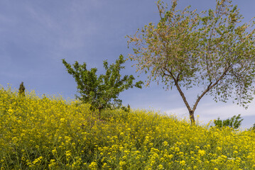 A hillside full of wild plants with showy yellow flowers and various trees