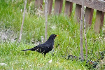 blackbird on the grass