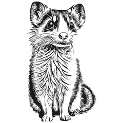 Cute hand drawn Ferret, vector illustration black and white polecat