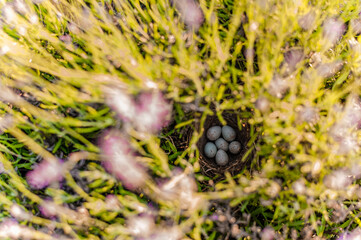 Small quail eggs in a nest in a lavender bush