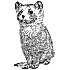 Black and white linear paint draw Ferret vector illustration polecat